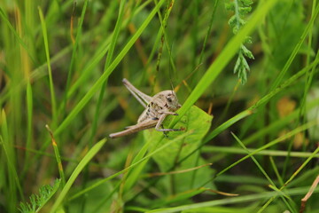 grasshopper on the grass
