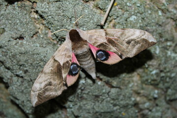 butterfly on the rock