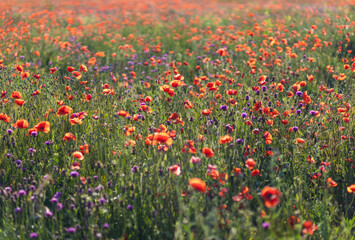 A blooming poppy field. Floral background
