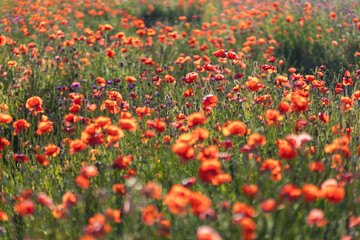 Fototapeta premium A blooming poppy field. Floral background