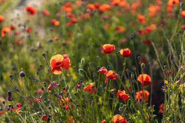 Fototapeta na wymiar A blooming poppy field. Floral background