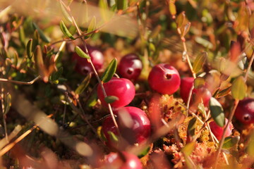 red cherries in the forest