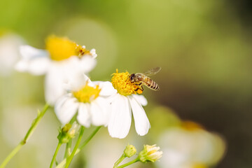 Bee drinking nectar on white bidens pilosa flower blooming on blurred green garden background