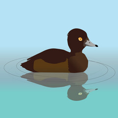A vector illustration of a female tufted duck swimming in the water. Her reflection is visible in the water.

