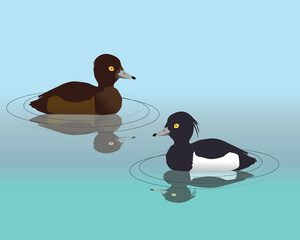 A vector illustration of couple of  tufted ducks swimming in the water. Their reflection is visible in the water.
