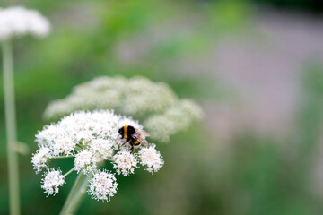 Bee on a flower in the forest