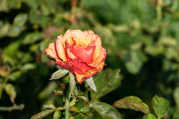 Bright red-orange roses blooming in the garden.