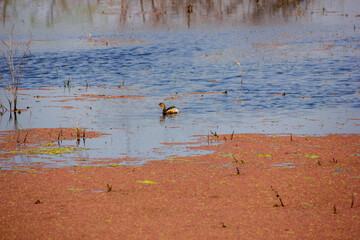 Wildlife from the Keoladeo National Park in Bharatpur