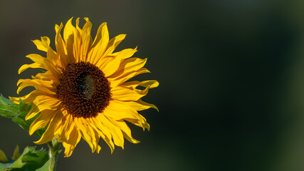 Yellow sunflower in summertime. Close up portrait, flower photography taken in Sweden. Dark green background with copy space and place for text.