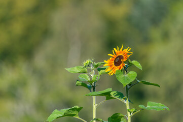 Yellow orange sunflower in summertime. Flower photography taken in Sweden. Blurry bokeh background with copy space and place for text.