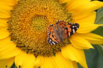 Close up of a butterfly on the sunflower