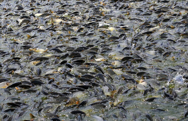 Many carp feed in the water