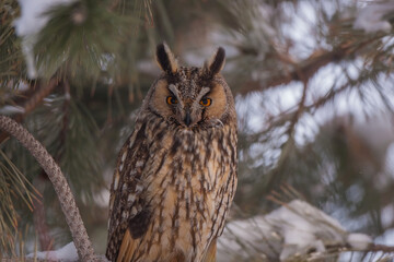Ong-eared Owl (Asio otus) perched on pine tree. Portrait view.