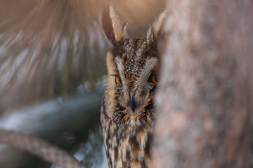Ong-eared Owl (Asio otus) perched on pine tree. Portrait view.