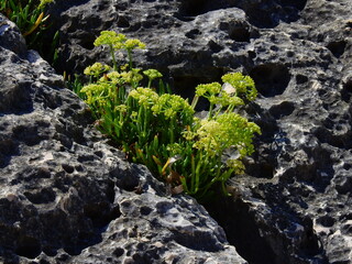 The coast of Croatia, rocky cliffs and the blue Adriatic Sea