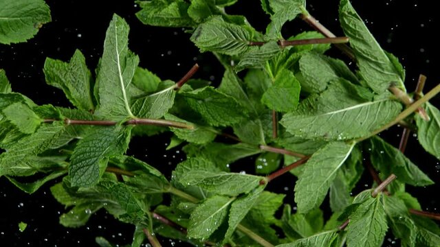 Super slow motion of fresh mint leaves flying in the air. Filmed on high speed cinema camera, 1000 fps.