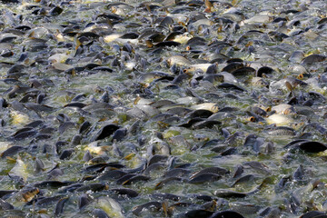 Many carp feed in the water