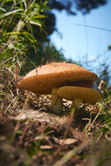 mushroom in the forest