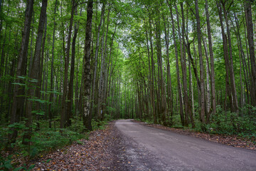 Fototapeta premium road in the woods