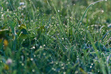 dew on grass