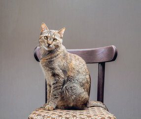 Cute domestic ginger cat sitting on chair and looking at camera.