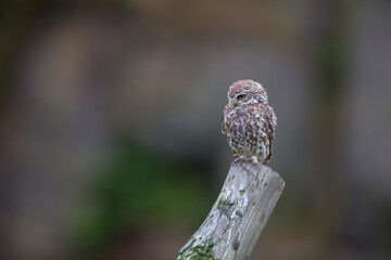 Little Owl (Athene noctua) nocturnal bird perched on log with bright background and looking at camera