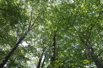 Beech trees in the forest