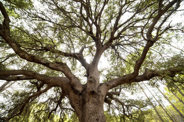 Fototapeta na wymiar Big branches in the sky of huge oak tree