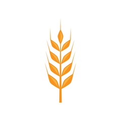 Wheat illustration design