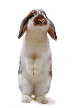 A domestic rabbit of the French Lop breed stands on its hind legs.