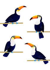 Set of toucan birds isolated on white for Your summer design