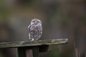 Little Owl (Athene noctua) nocturnal bird perched on log with bright background and looking at camera