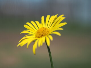 yellow flower