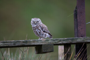 Little Owl (Athene noctua) nocturnal bird perched on log with bright background and looking at camera