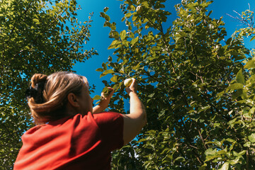 Female in red t shirt picking apples from tree in summer garden
