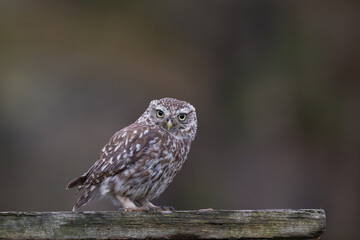 Little Owl (Athene noctua) nocturnal bird perched on log with bright background and looking at camera