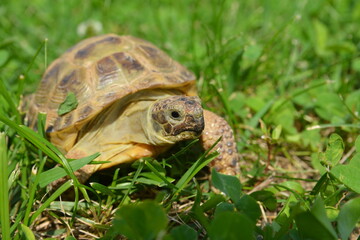 turtle on grass