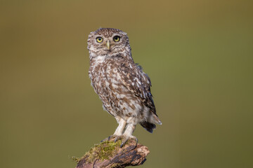 Little Owl (Athene noctua) nocturnal bird perched on log with bright background and looking at camera