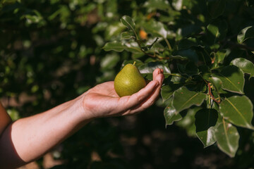 A woman's hand picks a ripe pear from a tree branch.