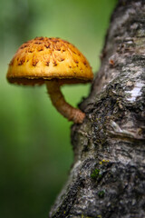 mushroom on a tree