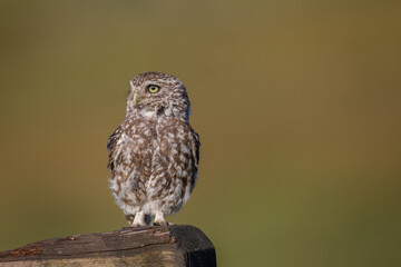 Little Owl (Athene noctua) nocturnal bird perched on log with bright background and looking at camera