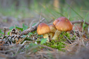 mushroom in the forest