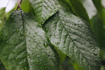 Cherry leaves with water drops