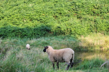  gr20 , randonné , mouton 