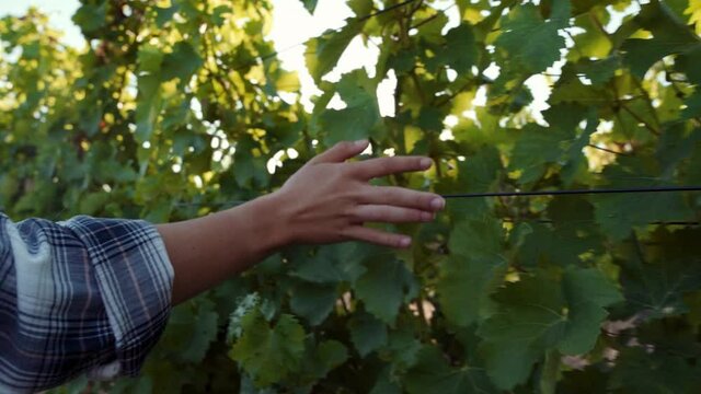 Female caucasian farmer walking through vineyards brushing hand against grape leaves