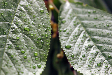 Green leaves with water droplets