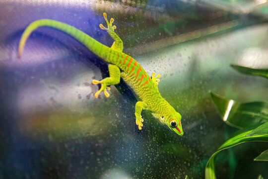 Small green and yellow Madagascar day gecko sit on the branch close-up. Reptile Phelsuma breathes under the bright sun in the jungle