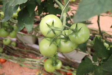 tree  palm tomato sky plant