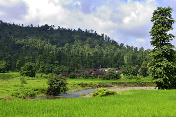 Beautiful Lush Green Nature