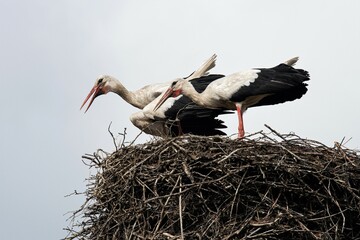 Zwei Weißstörche und ein klappernder Storch in deren Mitte in einem Horst - Das Klappern ist Teil eines Balzrituals oder dient der Begrüßung